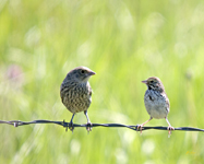 Savannah Sparrow and young Cowbird